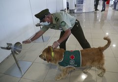 Ask PolitiFact: Can dogs detect COVID-19?